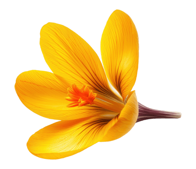 Crocus flavus flowering plant with orange stigma image isolated transparent. Sternbergia lutea cut out . Fresh bloom. Botanical iridaceae cutout element object photography png