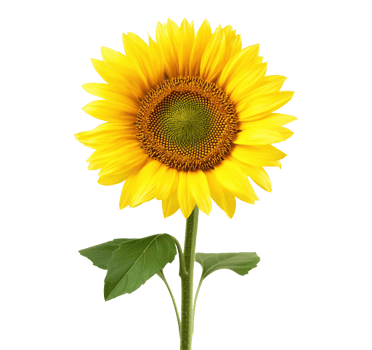 Yellow sunflower image isolated transparent. Helianthus annuus. Floral annual forb cut out . Sun flower bloom agriculture. Botanical summer blossom cutout element photography png
