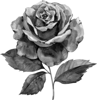 Single black rose watercolor hand painted. Grayscale rose illustration png