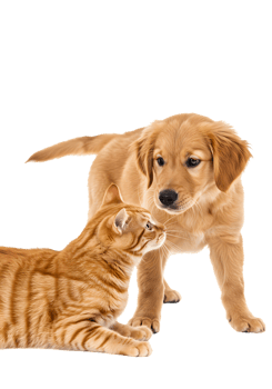 Golden Retriever Puppy and Ginger Cat Interaction Playful Studio Portrait with Transparent Background png