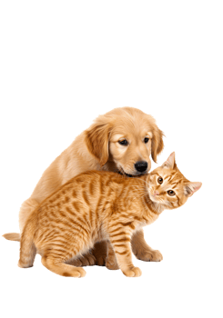 Adorable Golden Retriever Puppy and Ginger Kitten Cuddle Studio Shot Transparent Background Warm Color Palette png