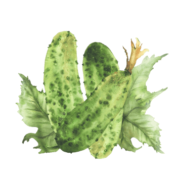Prickly cucumbers with leaves and buds. Watercolor illustration hand drawn Botanical green vegetable harvest. Realistic plant isolated from background for farm food label, eco market, seed packaging. png