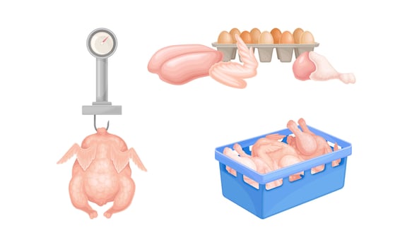 Fresh raw chicken meat. Egg and meat production in chicken poultry factory illustration vector