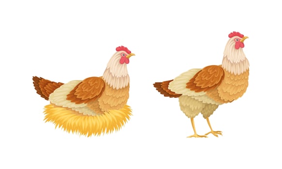 Hen sitting in a nest hatching eggs. Poultry breeding illustration vector