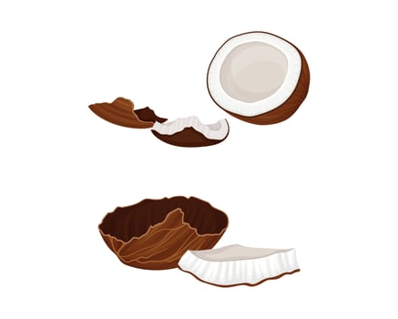 Brown coconut broken into pieces set. Fresh tropical fruit illustration vector