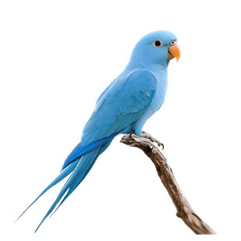 A beautiful blue parrot perched on a branch. png