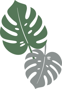 Monstera leaves illustration png