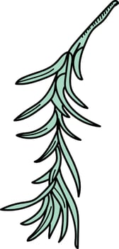 Stylized Rosemary Herb Sketch vector