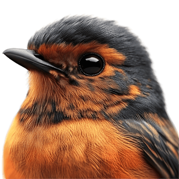 Sharp Focus On Black And Orange Bird on a transparent background png