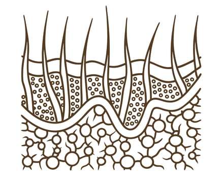 hair follicle and skin structure diagram scalp cross section, dermis illustration, biology education vector