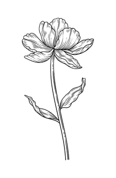 Tulip with leaves, black contour. Blooming flower in line art style. Beautiful spring decor, drawing. Sketch element, for design, illustration vector