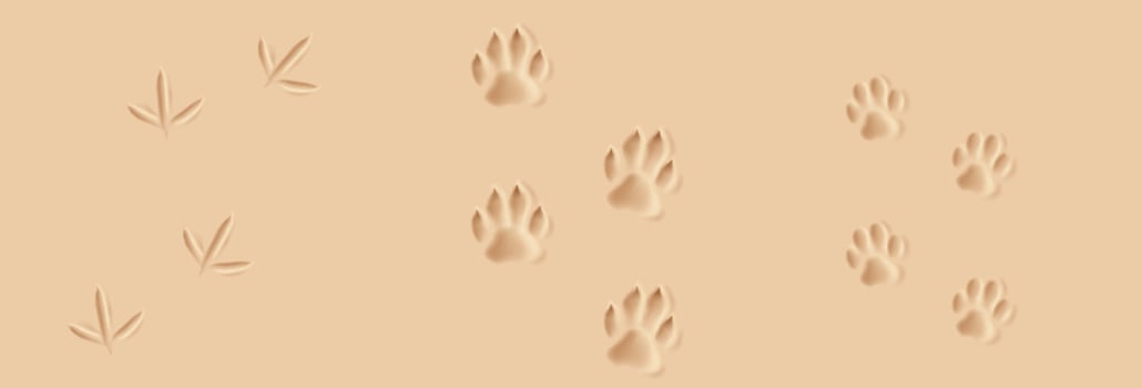 Illustration of animal and bird footprints embossed in soft sand. Warm beige tones create a natural feel. Ideal for naturethemed designs and backdrops. vector