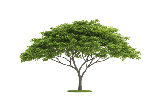 A lush green tree with a full canopy, featuring a sturdy trunk and numerous branches. png