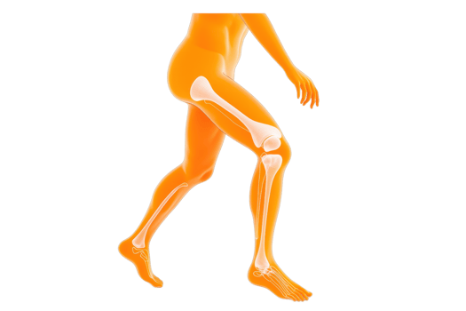 A vibrant illustration of a walking human figure highlighting skeletal and muscular structures in bright colors. png