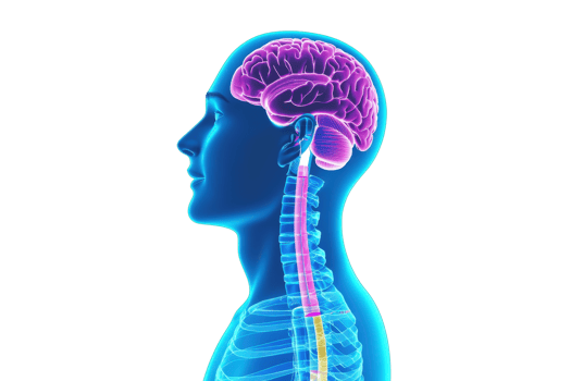 A side view illustration of a human head showcasing the brain and spinal cord in vibrant colors. png