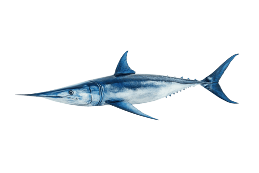 A sleek, blue fish with a long, pointed snout and prominent fins, showcasing its streamlined body and predatory nature. png
