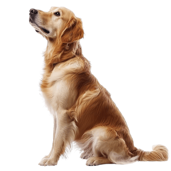 A golden retriever sits gracefully, showcasing its shiny coat and attentive posture. png