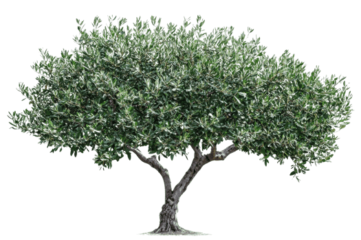 A lush, leafy tree with a broad canopy and sturdy trunk, showcasing vibrant green foliage. png