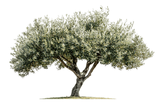 A mature olive tree with a wide canopy and thick trunk, showcasing lush green leaves and a distinct gnarled appearance. png