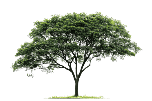 A lush, green tree with a broad canopy and a sturdy trunk, showcasing vibrant leaves and natural beauty. png