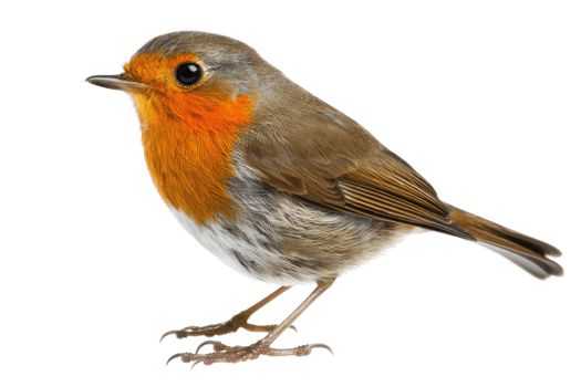 A small bird with a vibrant orange chest and brownish-grey feathers, standing with a poised posture, showcasing its delicate features. png