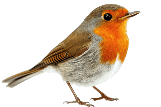 A small bird with a vibrant orange chest, brown wings, and a delicate stance, showcasing its charming features. png