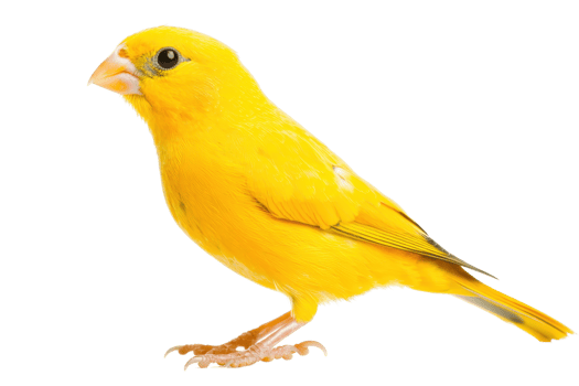 A vibrant yellow canary perches elegantly, showcasing its striking feathers and unique features. png