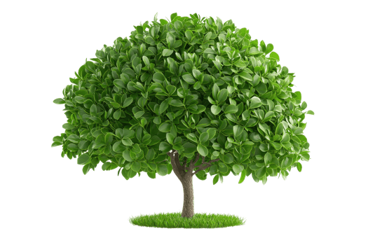 A lush, green tree with a rounded canopy and a sturdy trunk, symbolizing nature and vitality. png