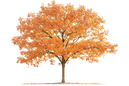 A vibrant autumn tree with striking orange foliage, showcasing a robust trunk and expansive canopy. png