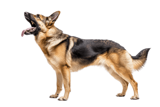 A German Shepherd dog standing gracefully, with its tongue out and ears perked, showcasing its strong and agile physique. png