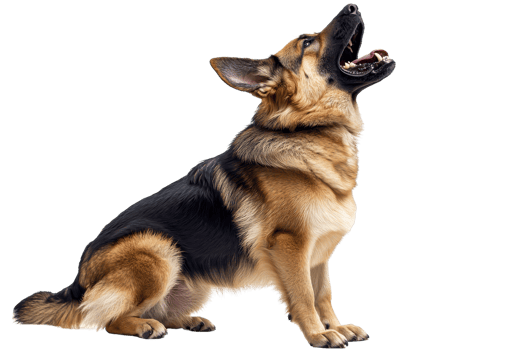 A German Shepherd sits upright, mouth open in a howl, showcasing its strong posture and distinctive coat pattern. png