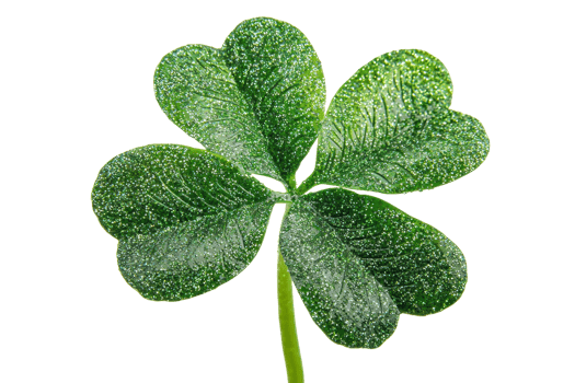 A vibrant green four-leaf clover showcasing its unique shape and texture. png