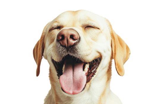 A joyful Labrador retriever with a wide smile and closed eyes, showcasing its friendly and playful demeanor. png