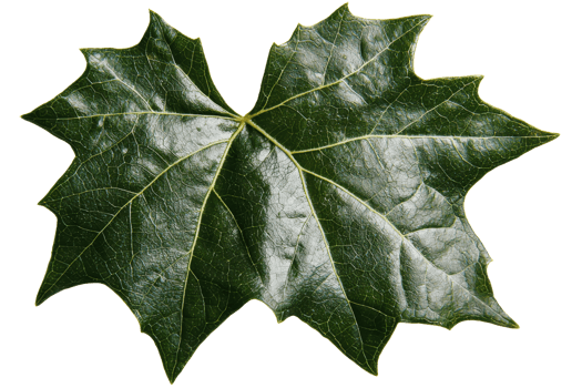 A vibrant green maple leaf with a distinct shape and textured surface, displaying intricate veins and a healthy appearance. png