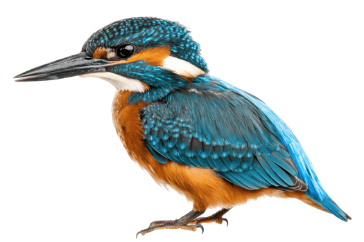 A vividly colored kingfisher with striking blue and orange plumage, showcasing its sharp beak and distinct features. png