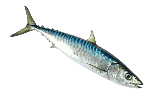 A colorful mackerel fish showcasing iridescent scales and a streamlined body. png