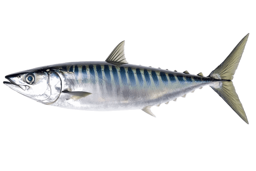 A sleek fish with silver scales and distinctive blue stripes, known for its streamlined shape and prominent dorsal fin. png