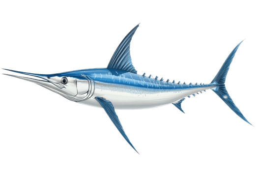 A sleek, blue marlin with a long bill, prominent fins, and a streamlined body, showcasing its elegant aquatic form. png