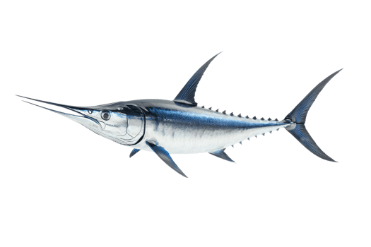 A sleek, streamlined fish with a long bill and sharp fins, showcasing its iridescent blue and silver body. png
