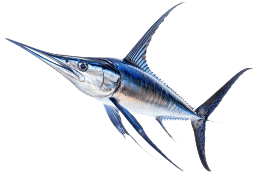 A sleek, blue swordfish with elongated body and sharp snout, showcasing its streamlined shape and powerful fins. png
