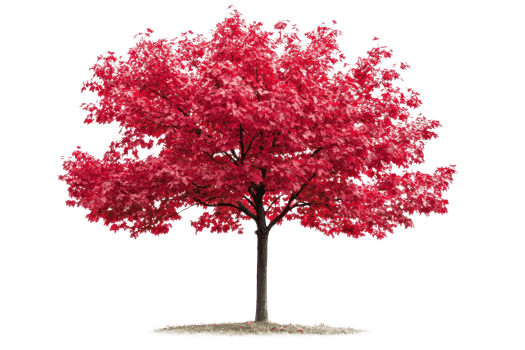 A vibrant red tree with dense foliage and a sturdy trunk. png