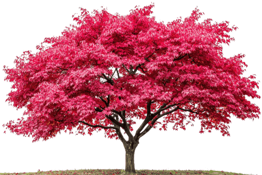 A vibrant pink flowering tree with a broad, lush canopy and a sturdy trunk, showcasing its colorful blossoms in full bloom. png