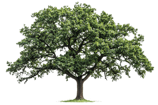 A lush green tree with a broad canopy and sturdy trunk, showcasing vibrant foliage. png