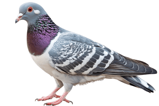 A detailed pigeon with a gray body, striking purple neck, and distinct black and white markings on its wings, standing on its feet. png