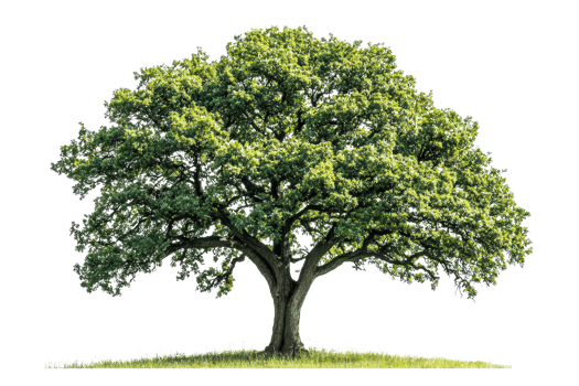 A lush, green tree with a broad canopy and thick trunk, showcasing vibrant foliage. png