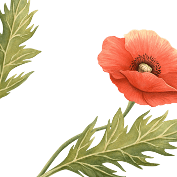 Red poppy flower with green leaves summer frame. Floral botanical banner with template. Perfect for Memorial, ANZAC, Victory, Veterans Day decoration, home textile and kitchenware, seasonal design. png