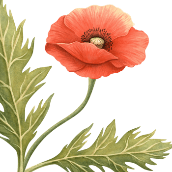 Red poppy flower with green leaves ornate frame. Floral botanical banner with template. Perfect for Remembrance, ANZAC, Victory, Veterans Day decoration, home textile and kitchenware, postcard, card png
