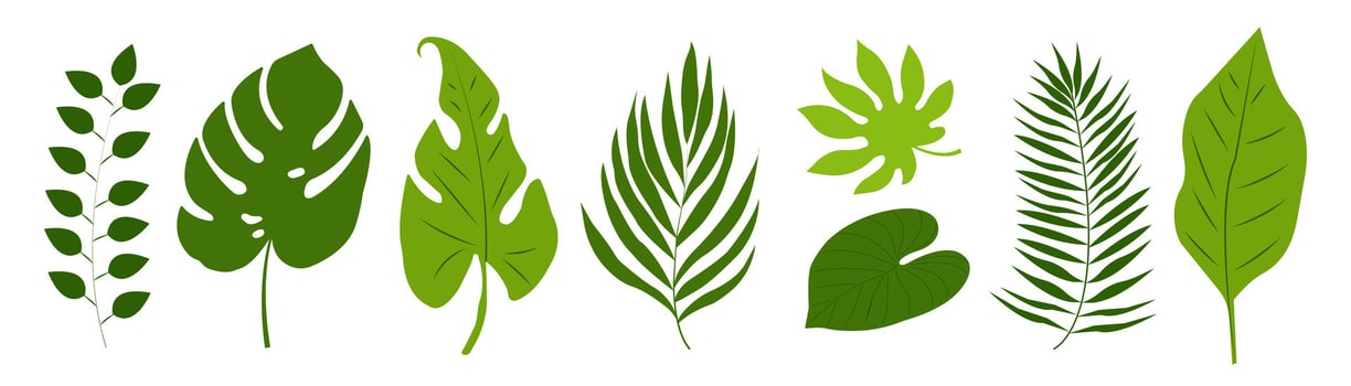 Tropical Floral Flat Leaf, Branches, palm, Leaves. Tropical green leaves on white Background. Summer hawaiian Plant Elements. Illustration Jungle Icon for Summer Travel Banner, Invitation Party vector