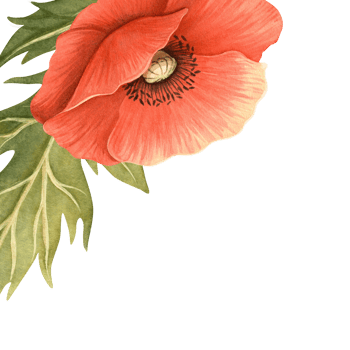 Red poppy flower with green leaves closeup frame. Floral botanical template with white background. Perfect for Remembrance, ANZAC, Victory, Veterans Day arrangement, decor, fabrics, postcard, card png