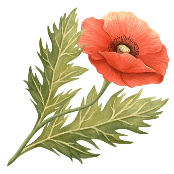 Red poppy flower with green foliage watercolor illustration. Floral bouquet element, symbol of Remembrance, ANZAC, Veterans Days. Perfect for Memorial day events, spring or summer seasonal decoration png